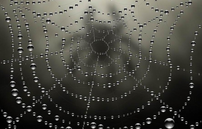 水珠水滴蜘蛛网图片