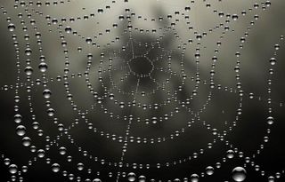 水珠水滴蜘蛛网图片