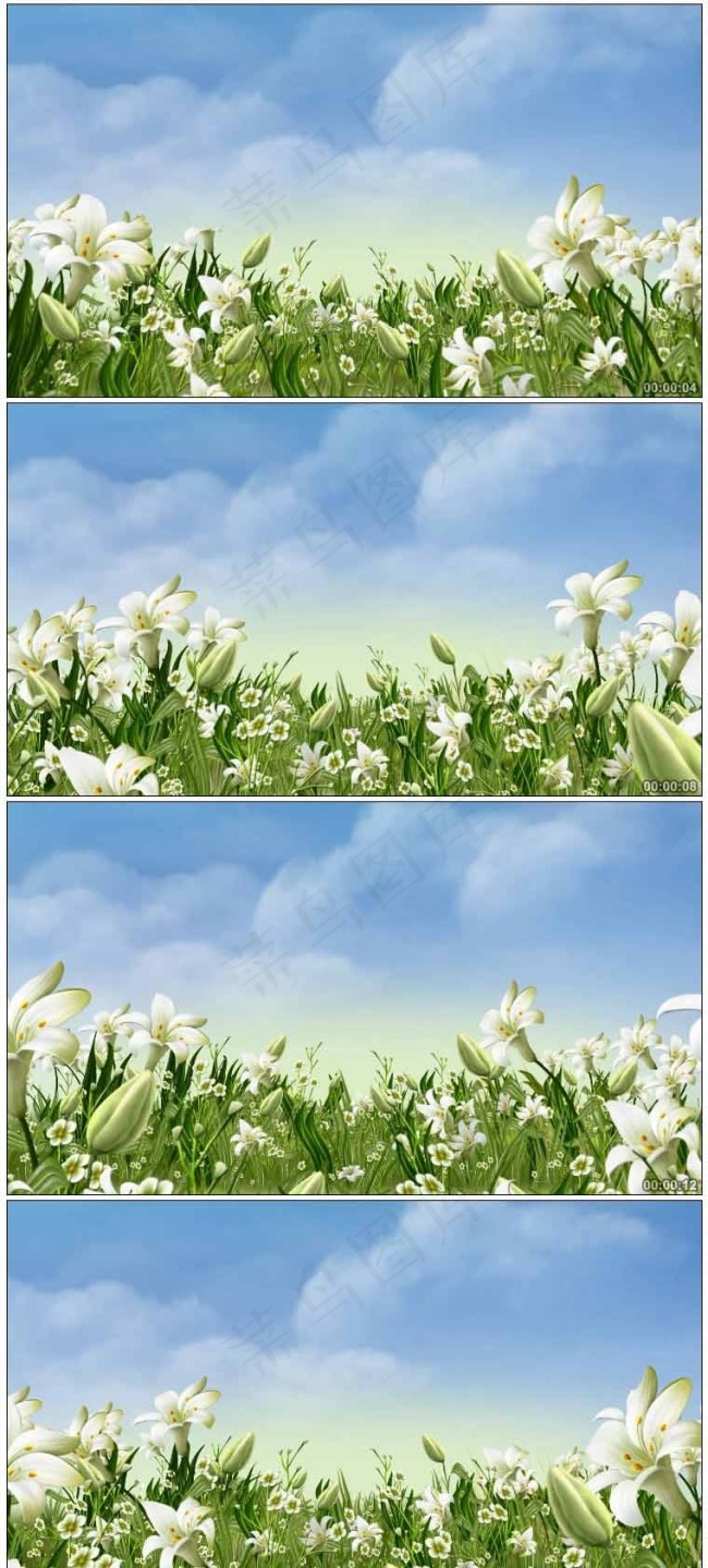 浪漫百合花生长背景动画