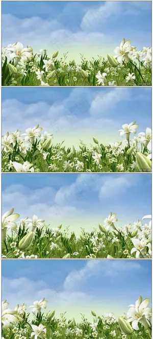 浪漫百合花生长背景动画