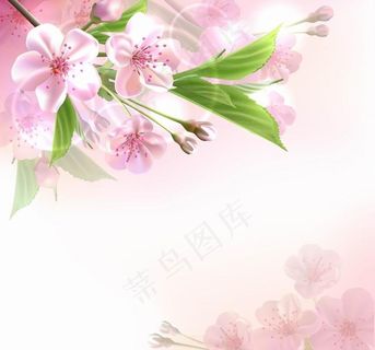 春天鲜花背景图片