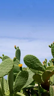 仙人掌高清摄影图片