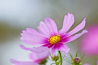 粉红色的墨西哥紫苑花