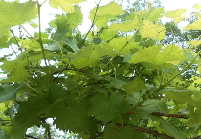葡萄园图片