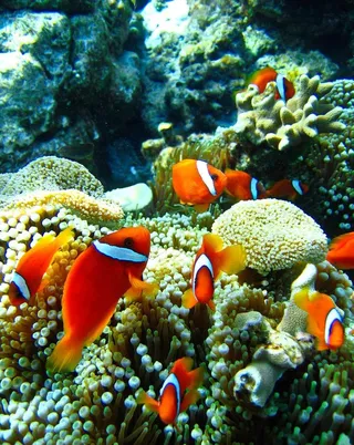 海底世界美丽可爱小丑鱼图片