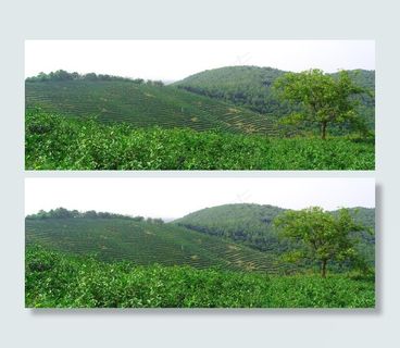 茶园风景图片
