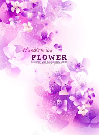 紫色背景花卡片