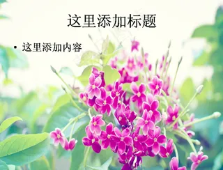 很有清新感觉的植物(7)