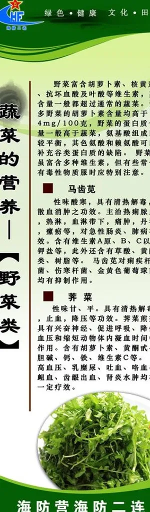 蔬菜的营养 野菜图片