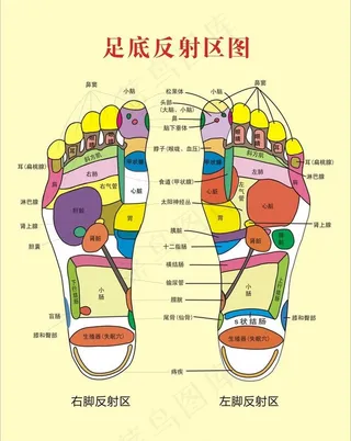 足底反射区图图片