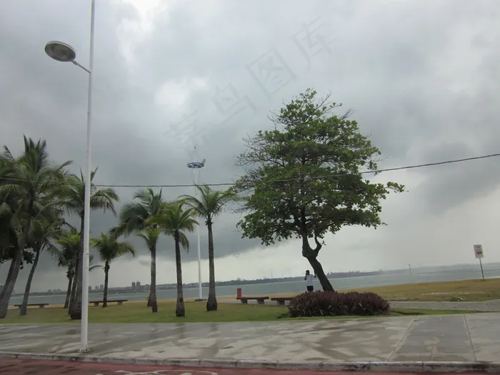 海岸植物图片