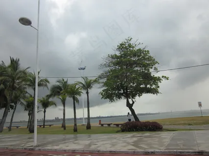 海岸植物图片 海岸植物图片