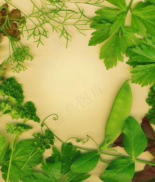 有机草本边界设置对布朗生态友好的背...