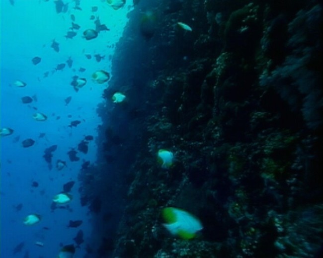 海洋生物素材下载