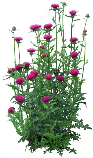 高清免抠植物蓟