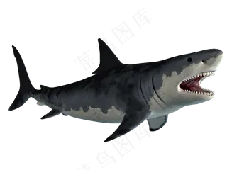 海底鲨鱼素材免扣