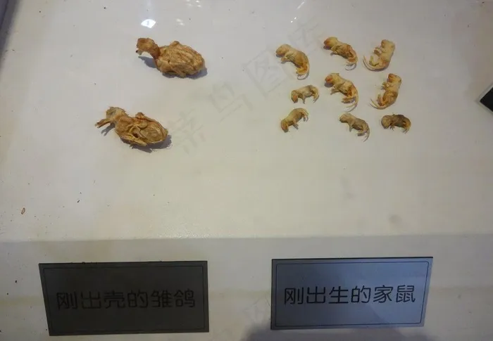 动物标本图片