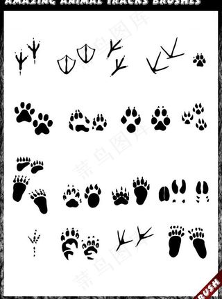 动物脚印图片