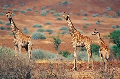 长颈鹿摄影图片 长颈鹿摄影图片