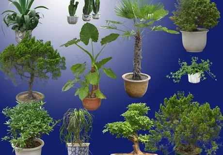 ps后期各种盆景分层(三)图片