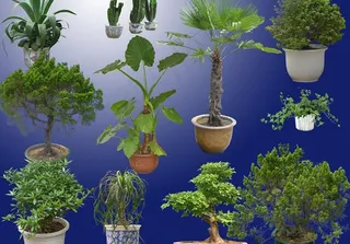 ps后期各种盆景分层(三)图片