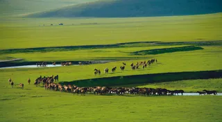 草原背景图 骏马