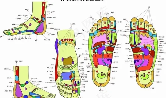 标准足部反射区挂图图片 标准足部反射区挂图图片