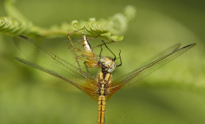 蜻蜓被蜘蛛吃图片