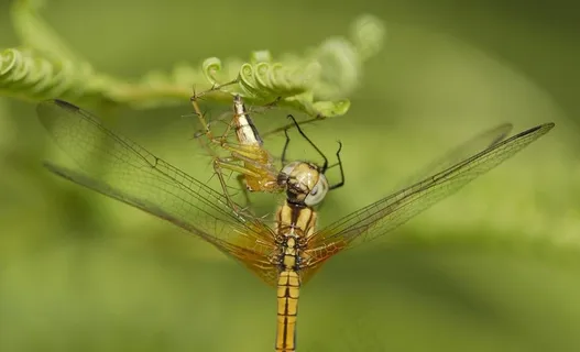 蜻蜓被蜘蛛吃图片