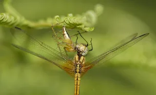 蜻蜓被蜘蛛吃图片