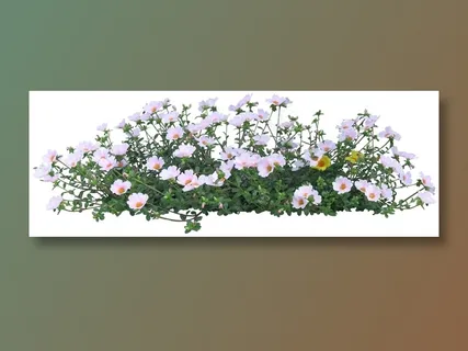 高清免抠植物马齿苋