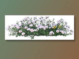 高清免抠植物马齿苋