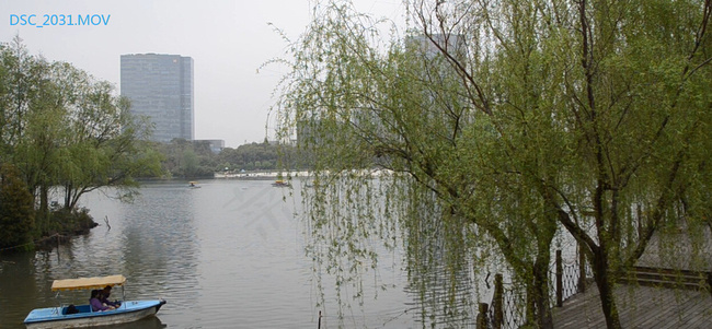 公园-柳树