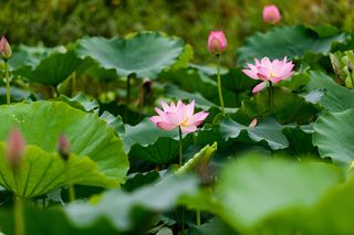 2017深圳洪湖公园盛开的粉红色荷...