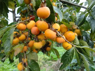 成熟的柿子树图片