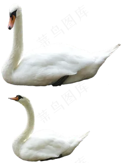 免抠png图片ps素材天鹅
