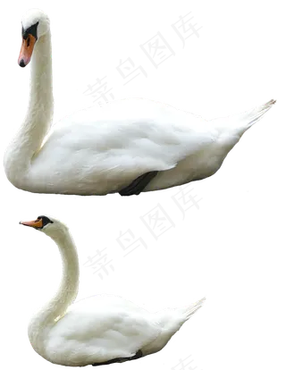 免抠png图片ps素材天鹅
