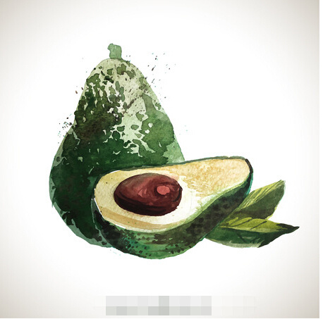 水彩牛油果矢量素材