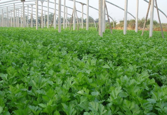 收获的芹菜图片