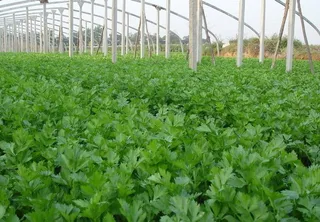 收获的芹菜图片