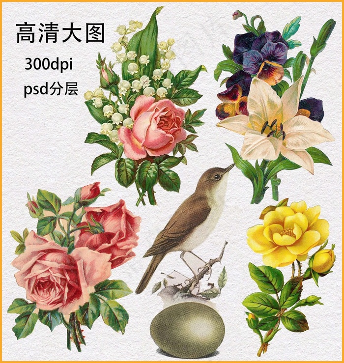花卉(4477X4724(DPI:300))psd模版下载