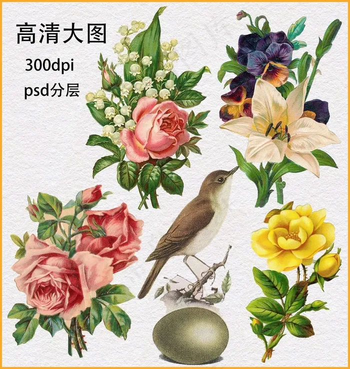 花卉(4477X4724(DPI:300))psd模版下载