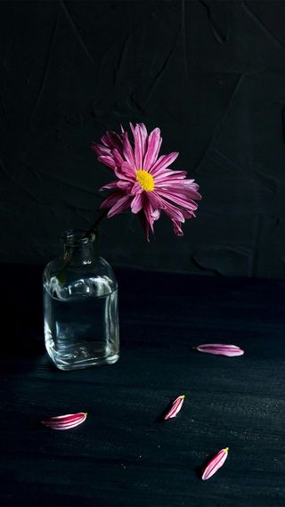 暗色调背景玻璃瓶装着的一束花朵高清摄影图片