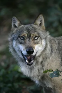 张口嘴巴的狼图片