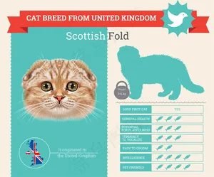 苏格兰折耳猫图表图片