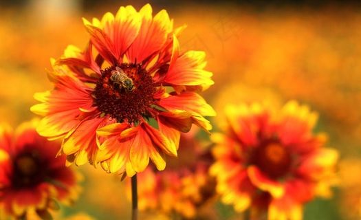 辛勤劳作的小蜜蜂图片