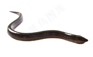 黄鳝免抠素材PSD分层