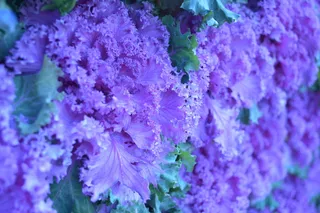 花墙 紫色 花菜图片