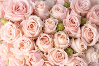 粉色玫瑰花静物设计素材