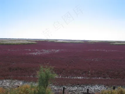 迷人的红海滩图片